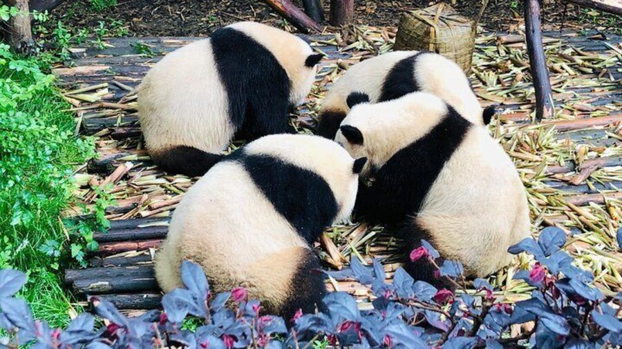 Pandas