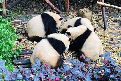 Private Chengdu City Highlight Day Tour