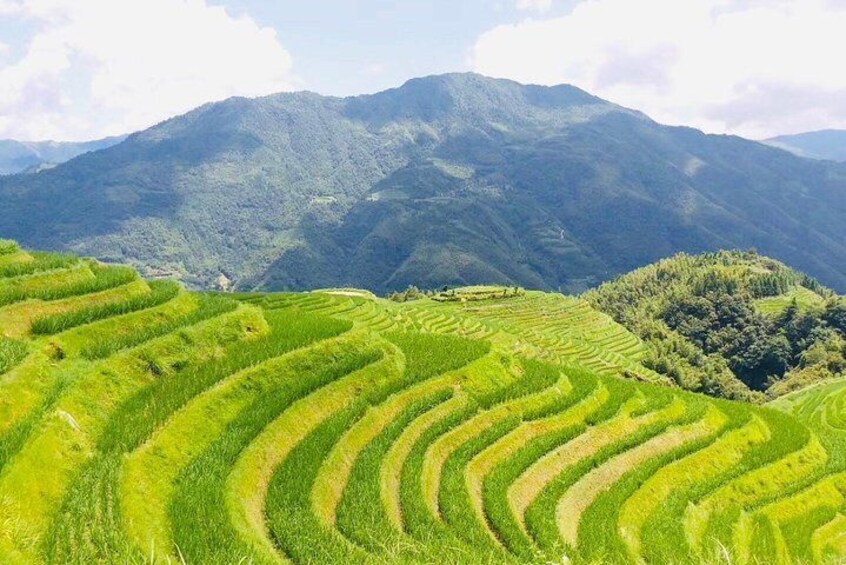 Dragon's Backbone Rice Terraces (Longji Rice Terraces)
