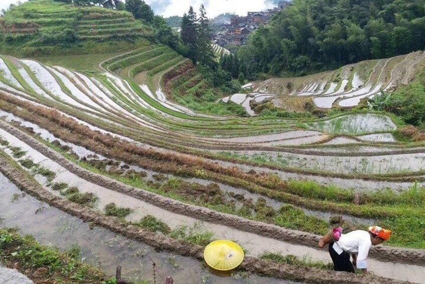 Longji Rice Fields 