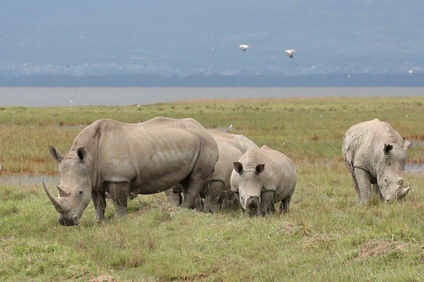 Day trip to Ol Pejeta conservancy from Nairobi