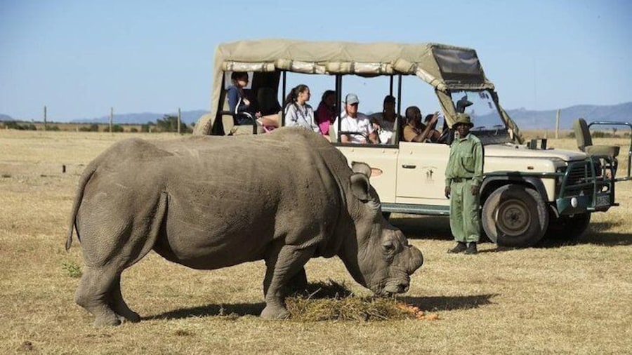 Day trip to Ol Pejeta conservancy from Nairobi