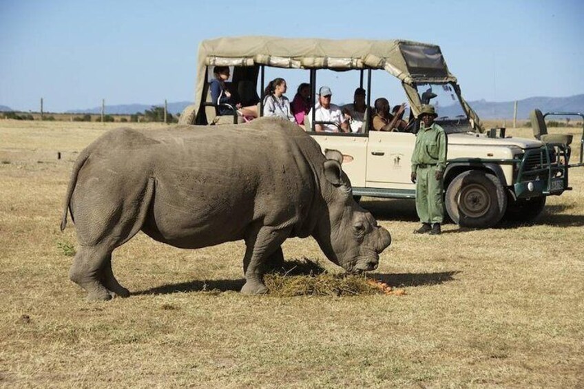 Day trip to Ol Pejeta conservancy from Nairobi