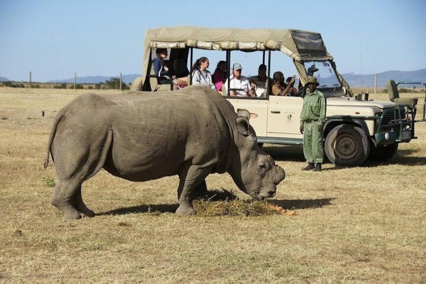 Day trip to Ol Pejeta conservancy from Nairobi
