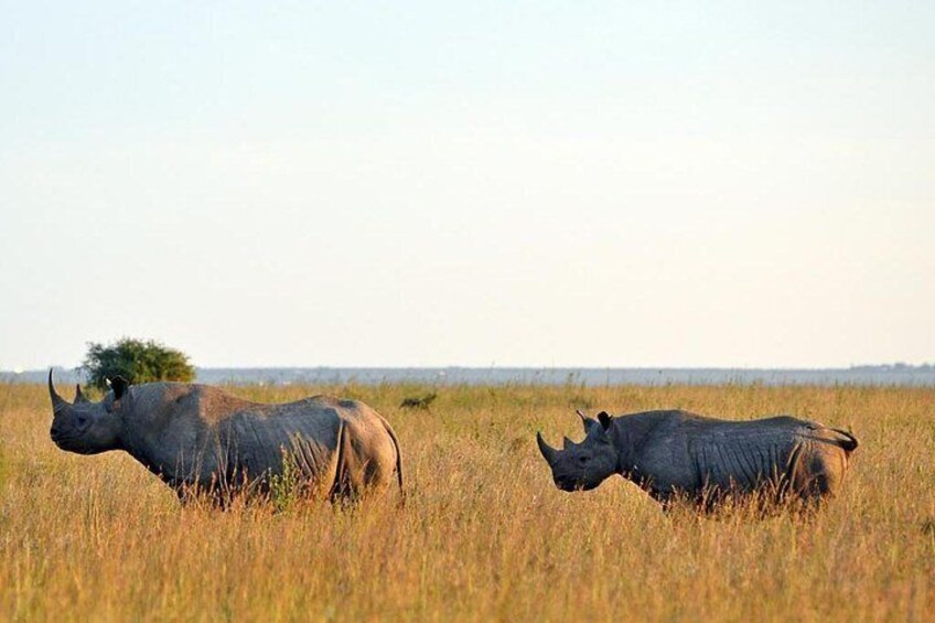 Day trip to Ol Pejeta conservancy from Nairobi