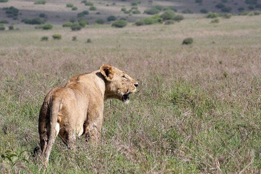 Lion in Nairobi