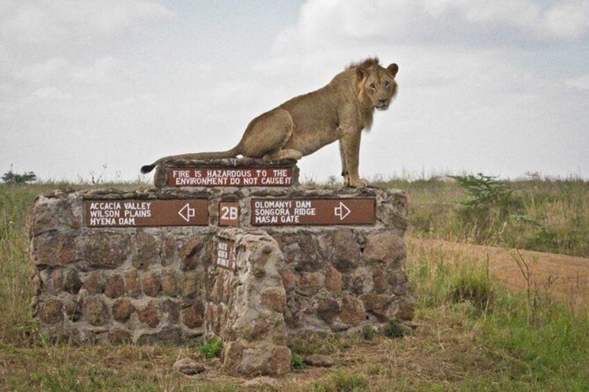 Early morning Nairobi national park Elephant orphanage and Giraffe center tour