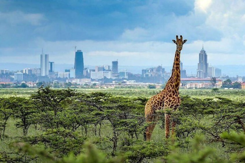 Early morning Nairobi national park Elephant orphanage and Giraffe center tour
