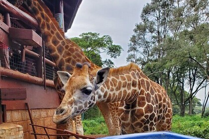 Visite du centre des girafes de Nairobi et de l'orphelinat des éléphants en...