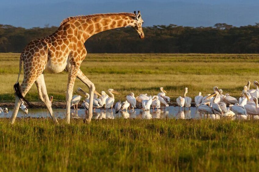 1 Night Tour to Hells Gate Naivasha and Lake Nakuru National Park