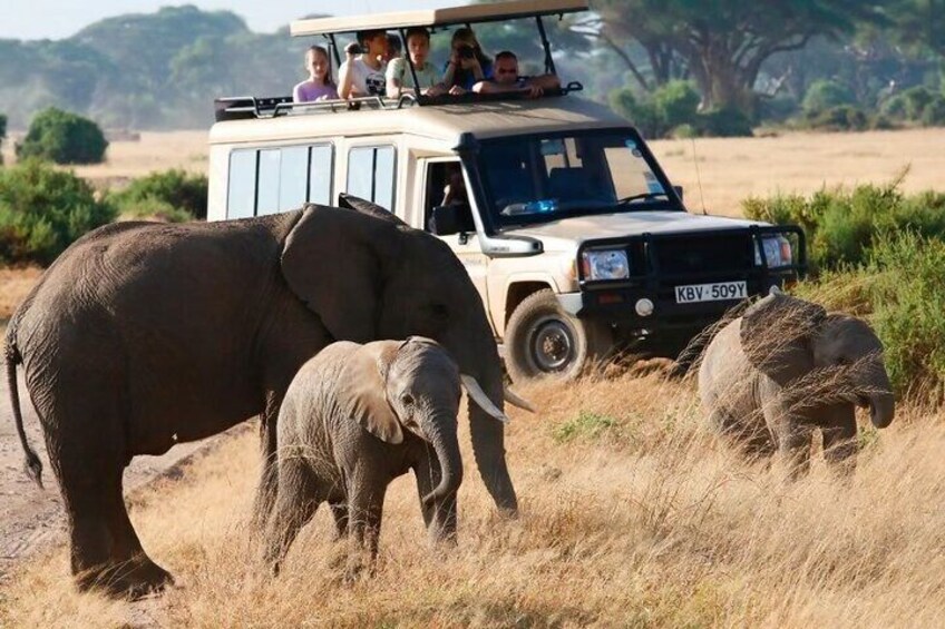 landcruiser on game drive