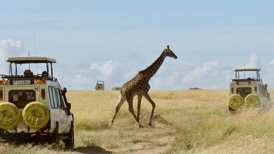 landcruiser jeeps on safari
