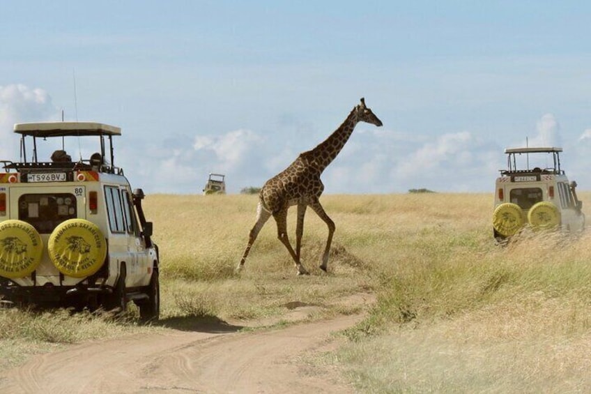 landcruiser jeeps on safari