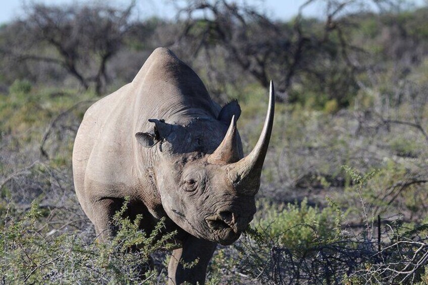 black rhino