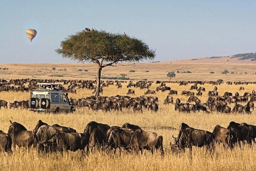 Day Tour to Maasai Mara Game reserve from Nairobi