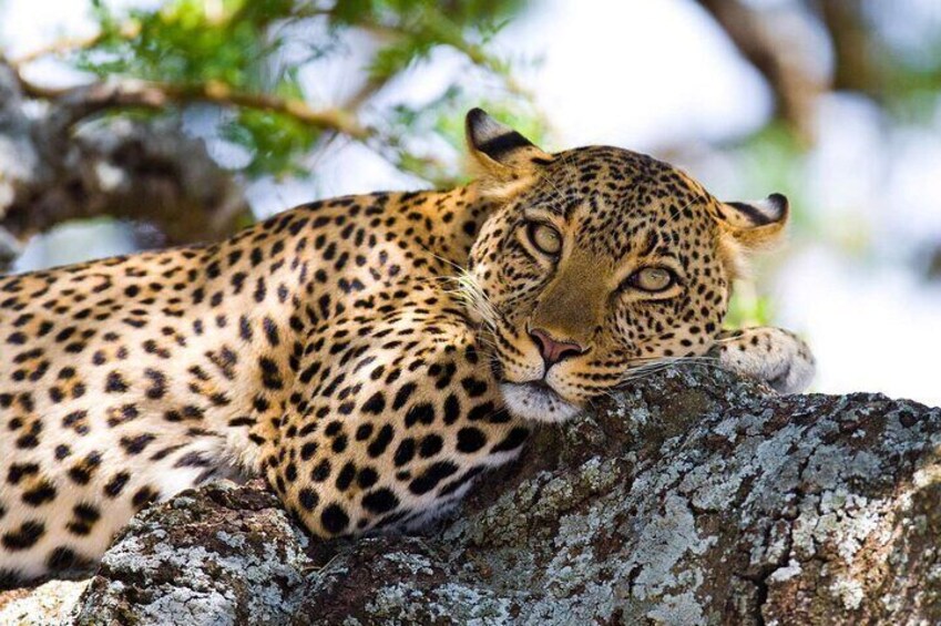 leopard on a tree