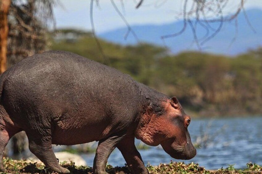 hippo on the shores of lake naivasha