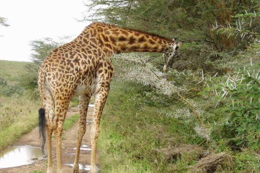 Nairobi National park