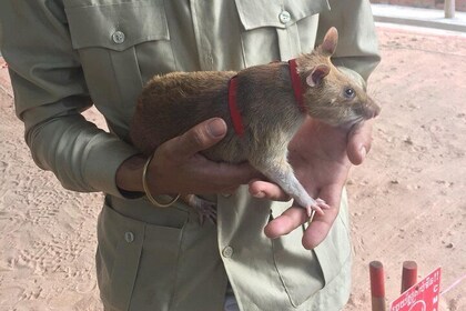 私人旅遊：HERO老鼠和吳哥國家博物館