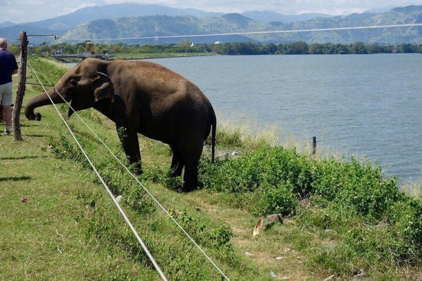 Elepahant at Udawalawe National Park, Srilanka.