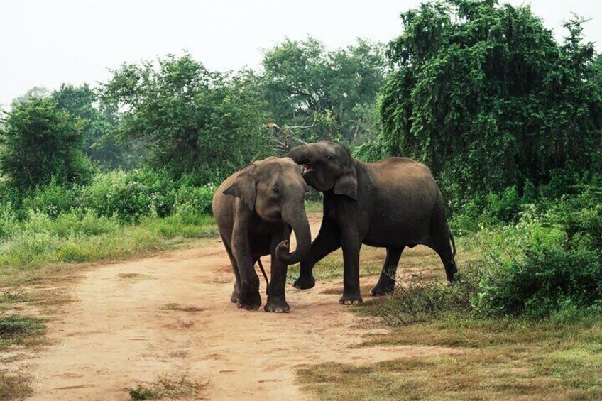 Two baby Elephants playing inside the udawalawe national park, Sri Lanka