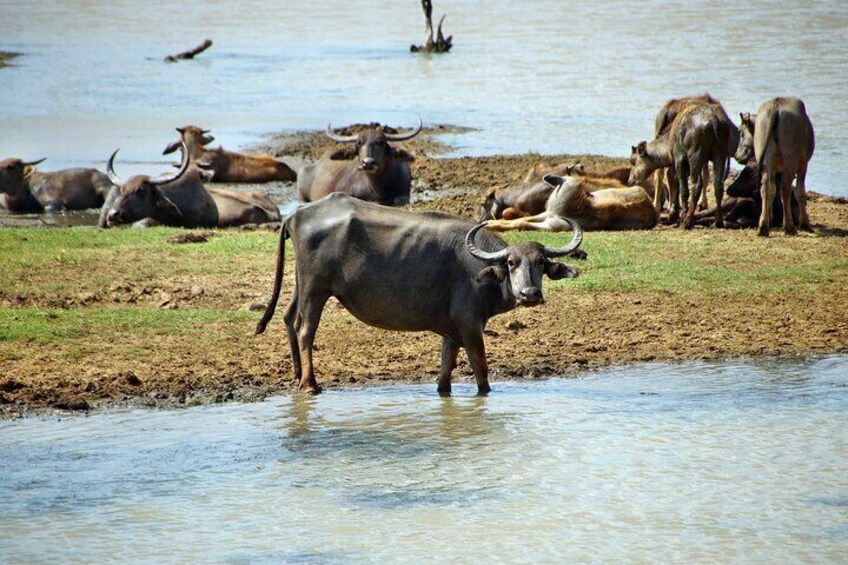 Asian Water Buffalo (Bubalus Bubalis) in a Pond, Yala National Park, Sri Lanka