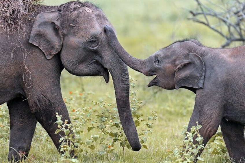 Elephant in the wild on the island of Sri Lanka 