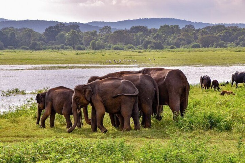 Elephants in the Udawalawe National Park on Sri Lanka 