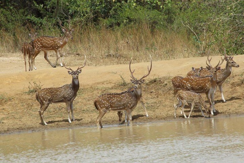 deers at Udawalawe National Park, Srilanka.