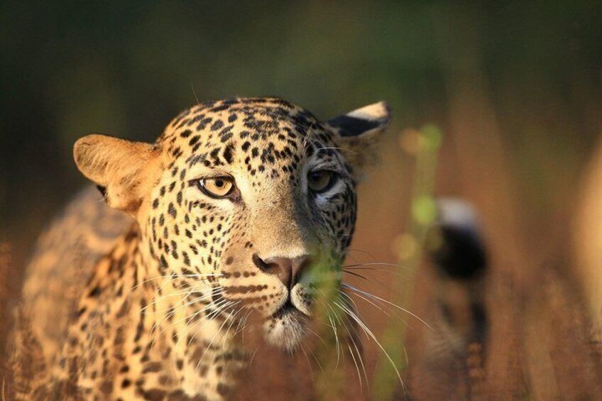 Leopard at wilpattu national park, Srilanka