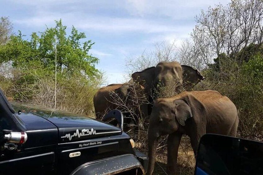 Elephant crossing at Udawalawe .