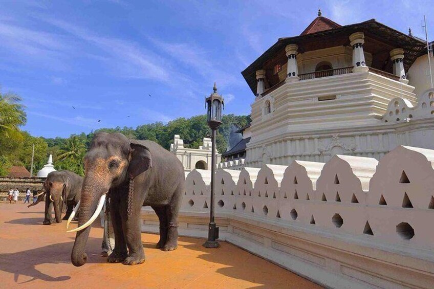 Elephants at kandy temple of tooth , Srilanka.