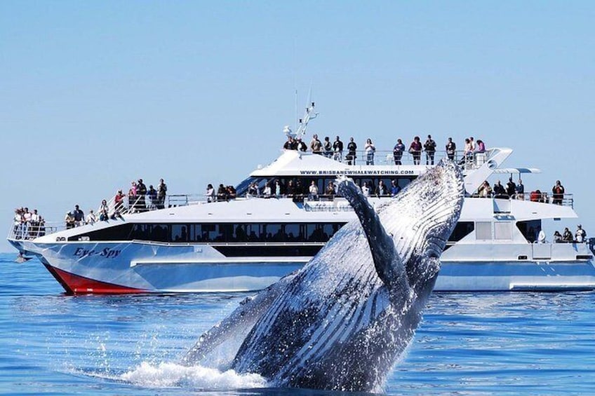 Mirissa Whale Watching