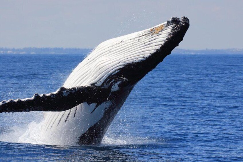 Whale Watching at Mirissa 