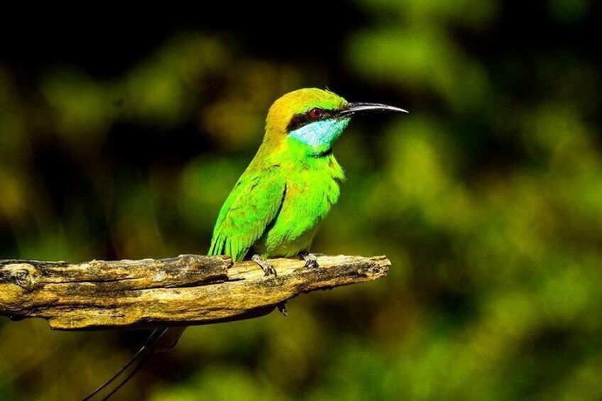 Image of a bird at Udawalawe National Park Safari, Srilanka