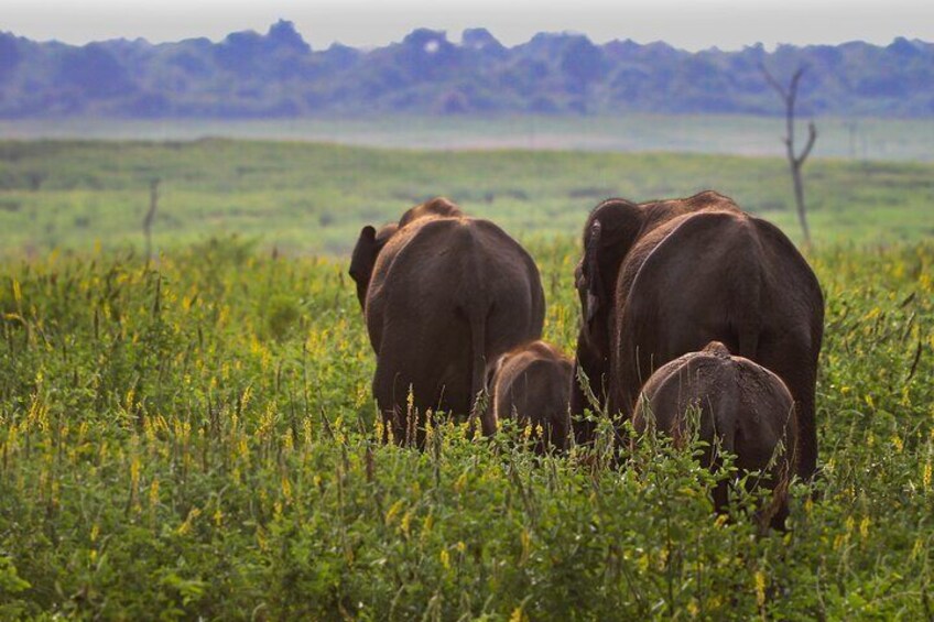 Herd of Sri Lankan elephants at Udawalawe National Park, Sri Lanka