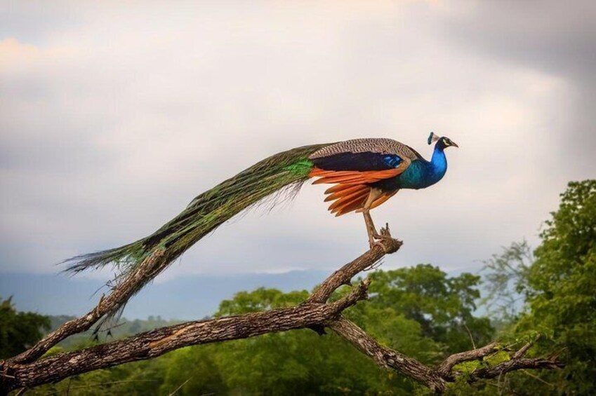 Image of a peacock at Udawalawe Safari