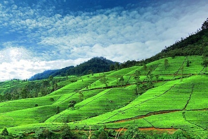 3 Days Tour to Kandy Nuwara Eliya & Sigiriya from Colombo