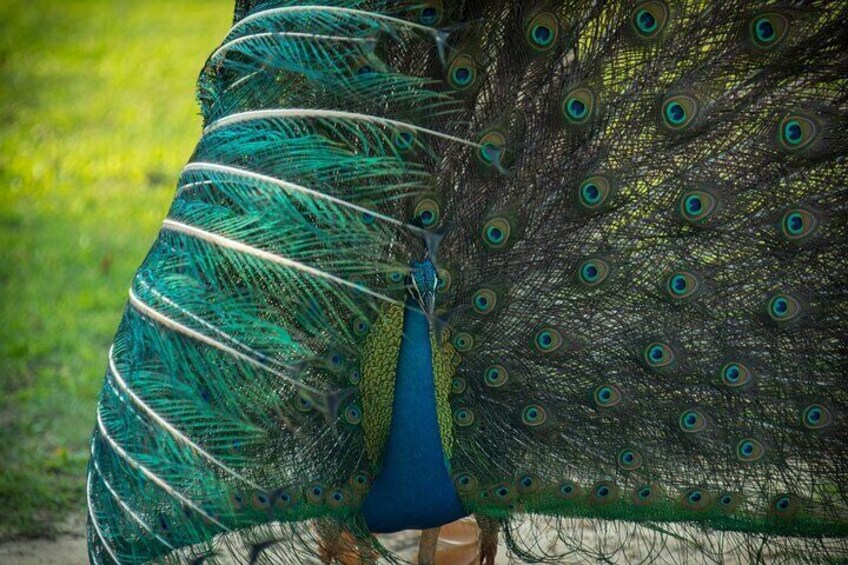 Peacock At Wilpathu National Park