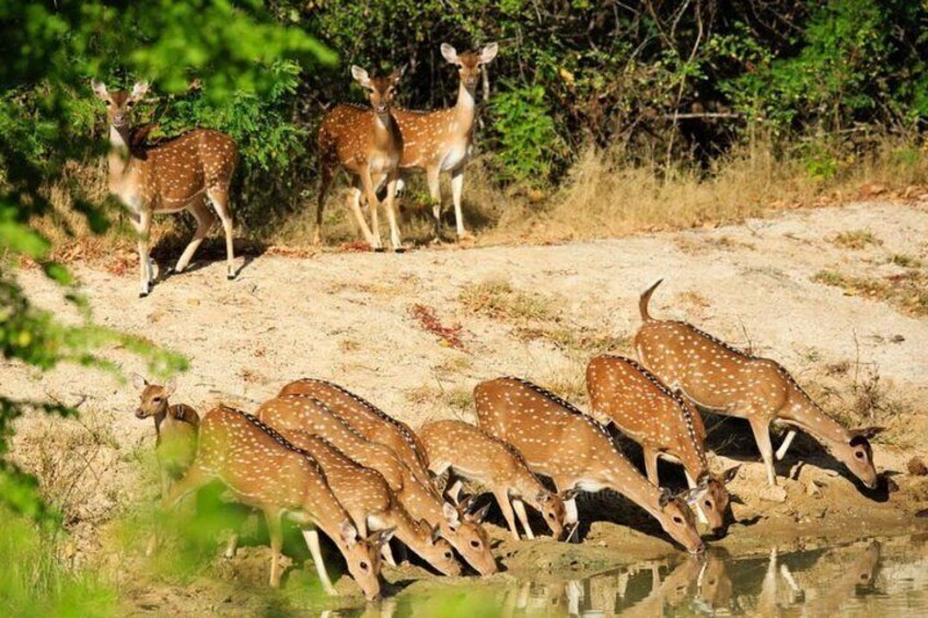 Deers drinking water at wilpattu national park.