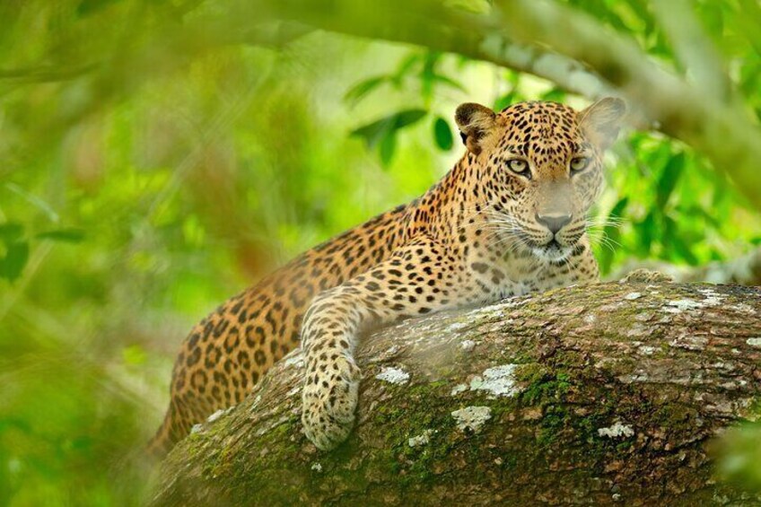 Leopard in green vegetation. Hidden Sri Lankan leopard, 