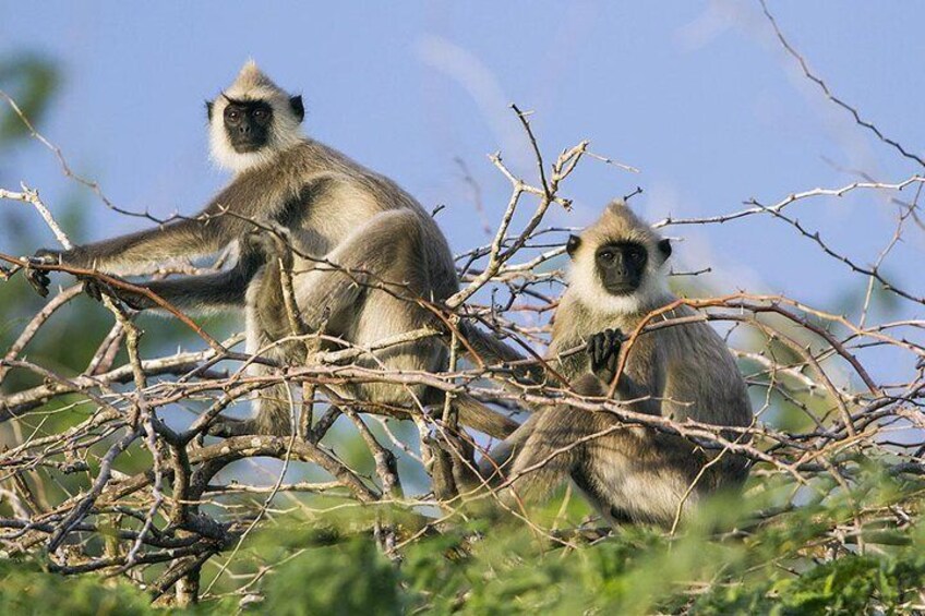 Monkeys at wilpattu national park, srilanka