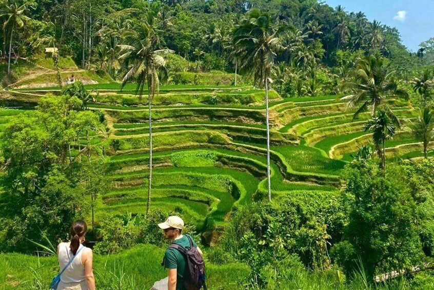 Ubud: Monkey Forest, Water Temple, Rice Terrace, Waterfall