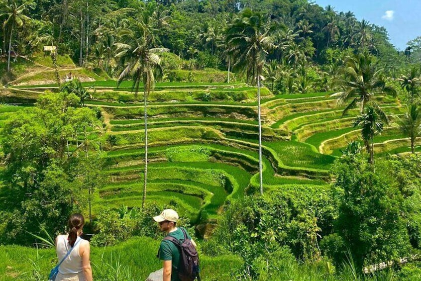 Ubud: Monkey Forest, Water Temple, Rice Terrace, Waterfall