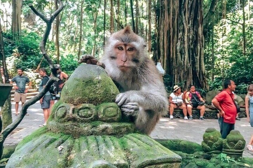 Ubud: Monkey Forest, Water Temple, Rice Terrace, Waterfall