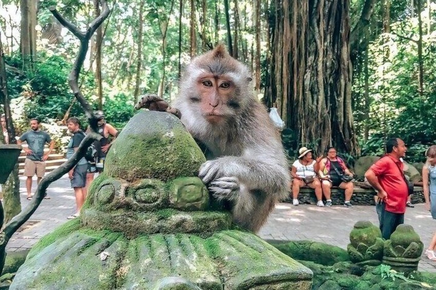 Ubud: Monkey Forest, Water Temple, Rice Terrace, Waterfall