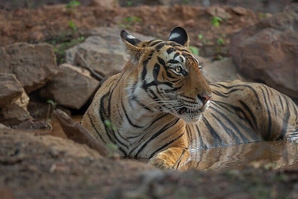 Private tour - 03 days Ranthambore wildlife safari tour from Delhi