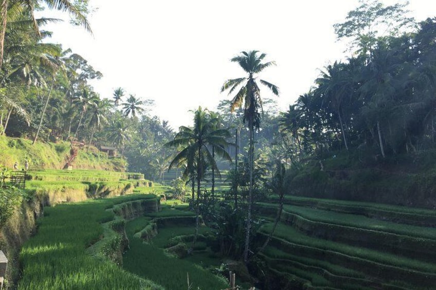 Jungle Swing Ubud,Waterfalls and Tanah Lot Temple Tour