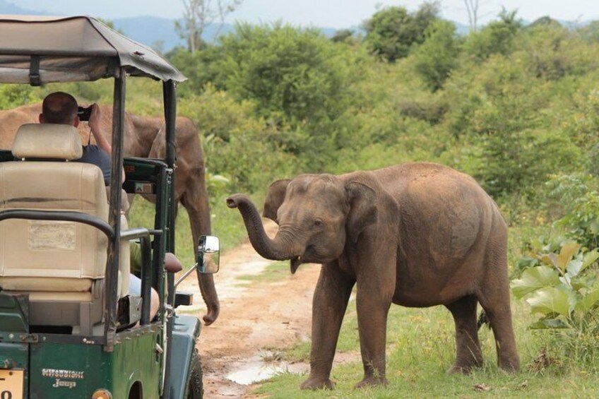 Udawalawe National Park