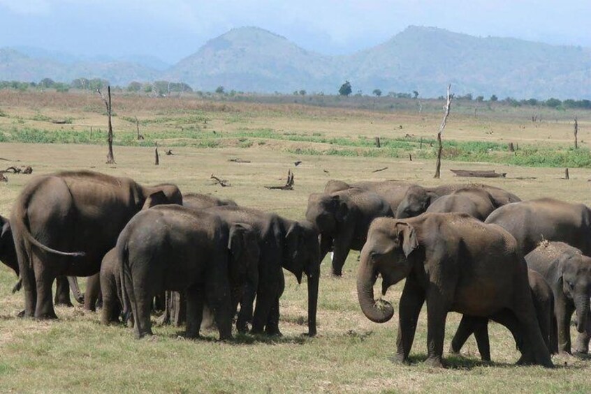 Udawalawe National Park